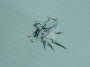 Windscreen Chip Repair